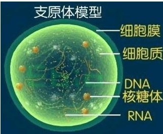 peprotech细胞因子